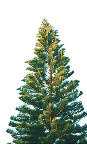 Pine Tree